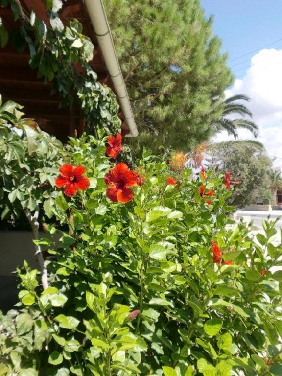 Hotel Neos Matala エクステリア 写真